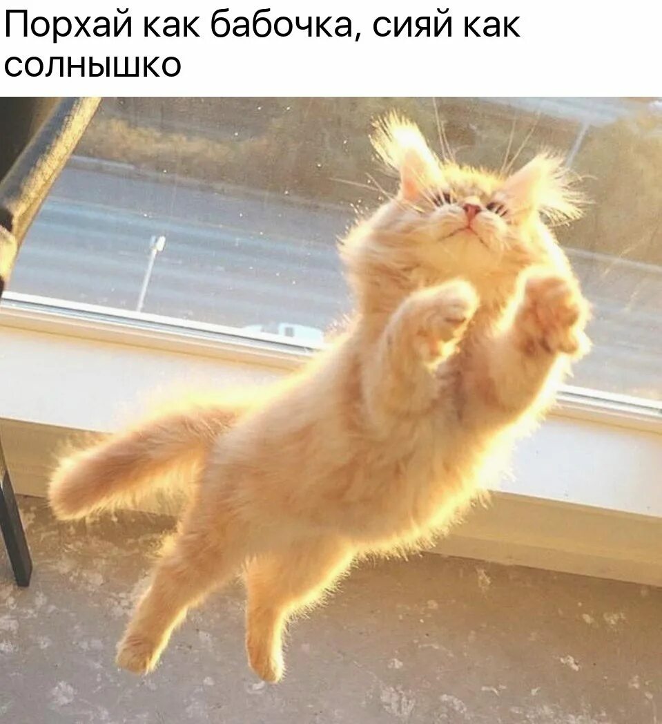 Кот как солнышко сияет. Кот на солнышке. утро солнышко. доброе утро солнышко прикольные. коты смешные солнце.