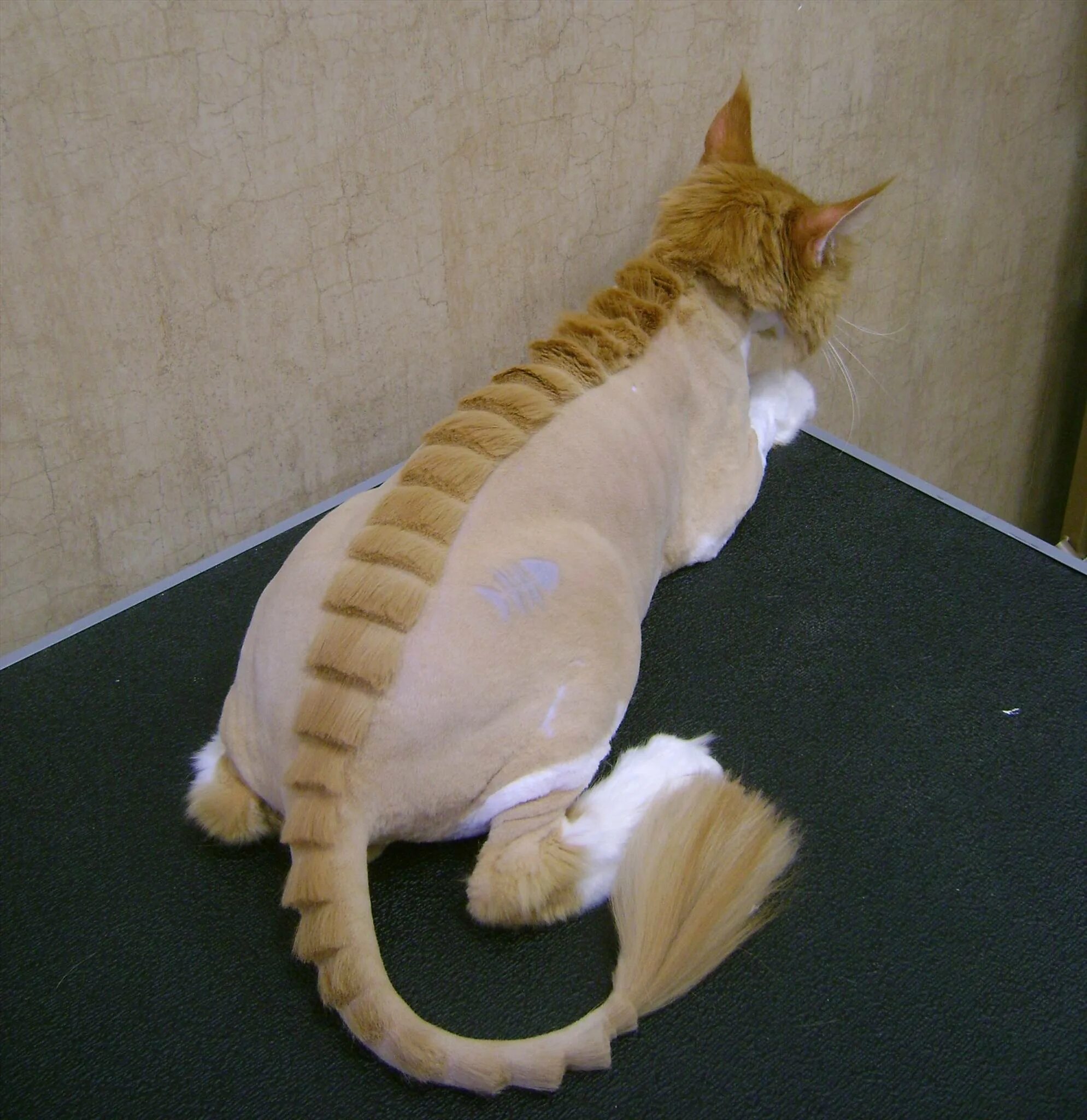 Как подстричь кота. Стрижка кота. креативные стрижки котов. стриженный кот. груминг кошек.