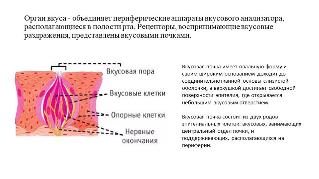 Периферический отдел вкусового анализатора представлен. Анализатор вкуса строение рецепторов. Рецепторный аппарат вкусового анализатора. Вкусовой анализатор рецепторы воспринимают.