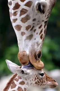 Animal t