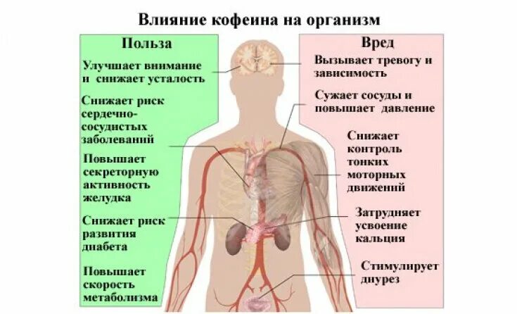 Кофе повышает давление у человека. Влияние кофеина на организм. влияние кофеина на сердце. влияние кофеина на сердечно-сосудистую систему. влияние кофеина на давление.