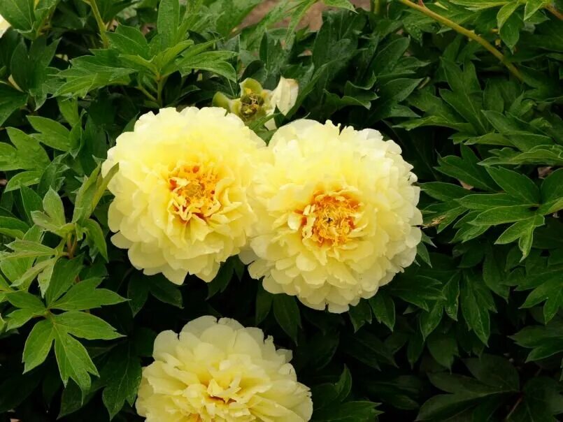 пион ито bartzella (бартзелла). пион ито бартзелла. пион бартзелла желтый. пион bartzella (бартзелла). пион ито bartzella.