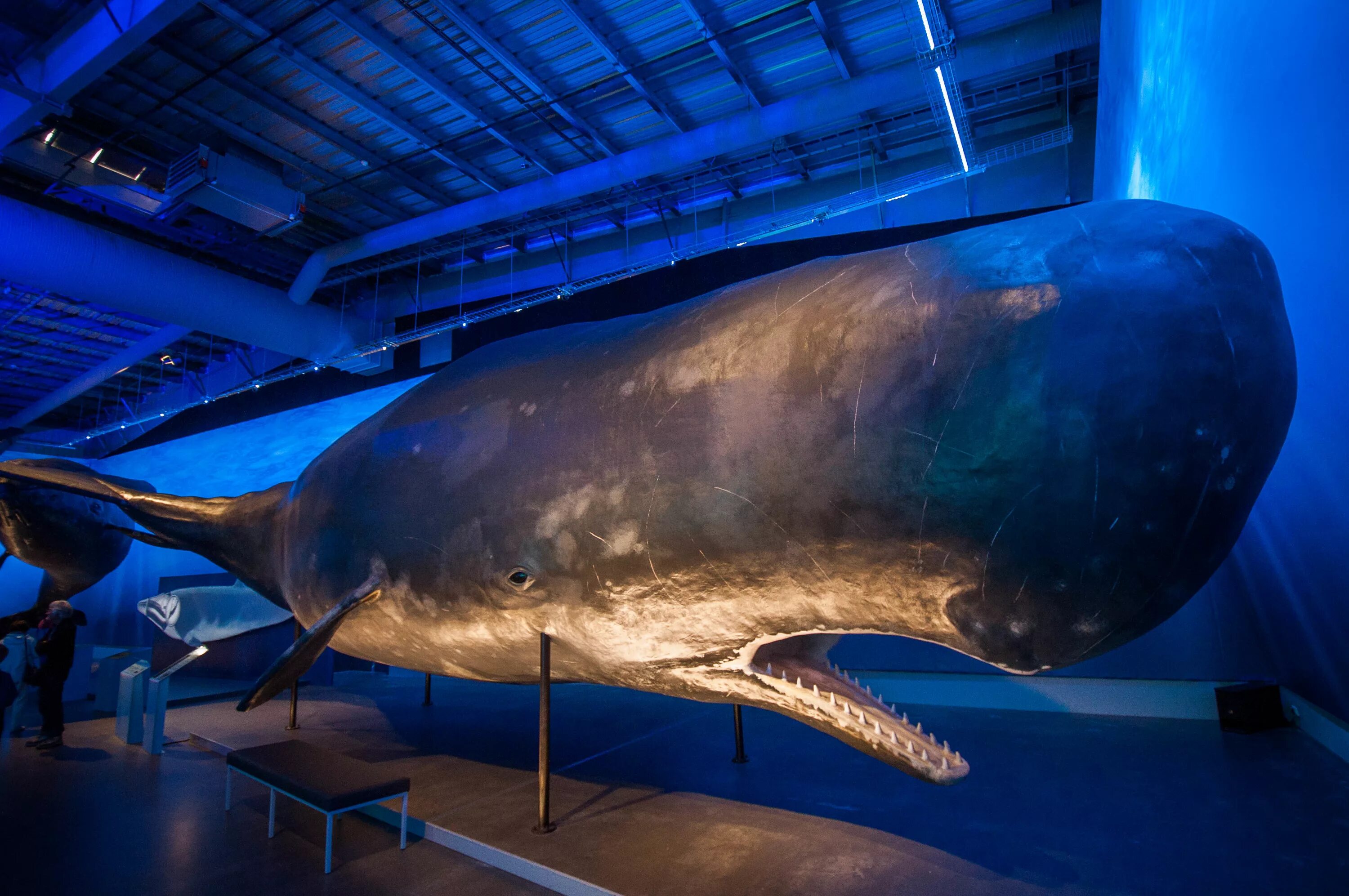Сколько длиной самый большой кит. Синий кит и Кашалот. Размер кита. Самый большой Кашалот в мире.