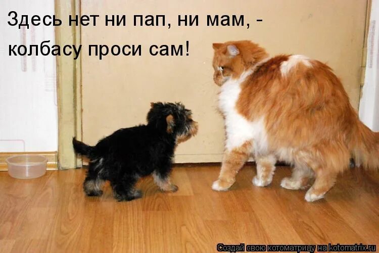 15 (. мама сама попросила. так ты женат. не надо меня учить как жить. мир добро.