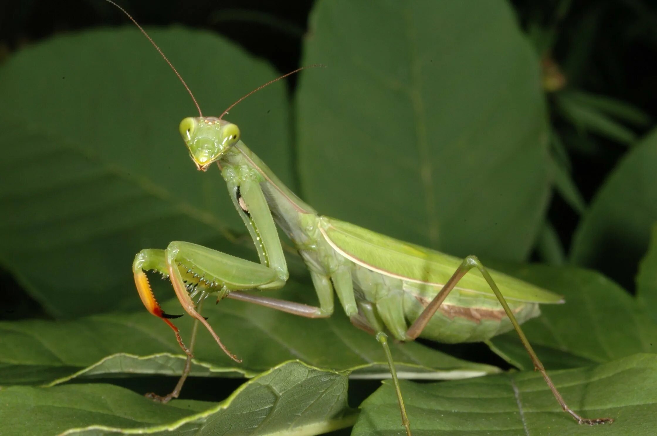 Богомол пятнистокрылый. Время богомола. ,богомол обыкновенный охотится. Время богомола. Земляной богомол (geomantis larvoides).