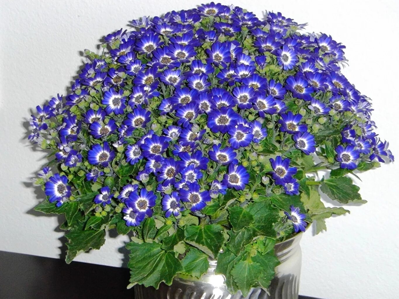 сценарий цветы. праздник день цветов в детском саду. сценарий цветы. цинерария гибридная венеция. развлечение праздник цветов.