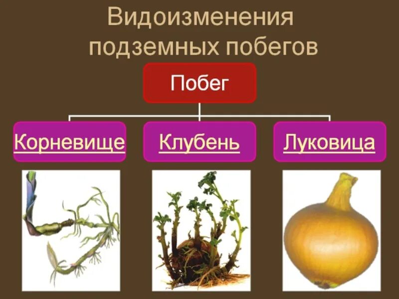 Видоизмененный генеративный побег. Видоизменения побегов 6 класс. Видоизменения подземных побегов 6 класс биология. Таблица по биологии подземные видоизмененные побеги биологии 6 класс. Корневище клубень луковица видоизмененные побеги.