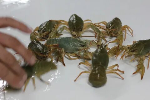 Сколько линяет рак
