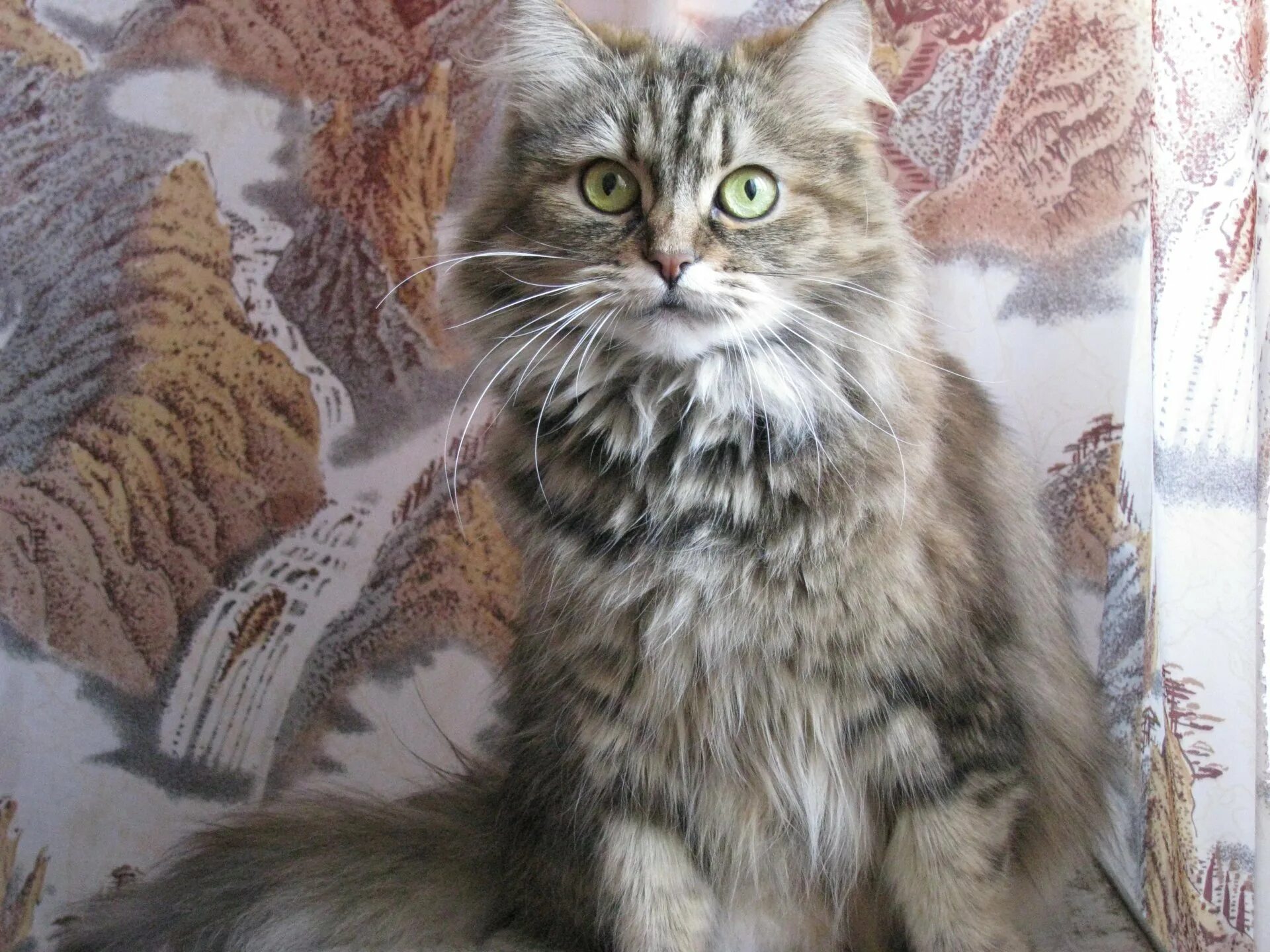 File:Maine coon x NFC.jpg - Wikipedia