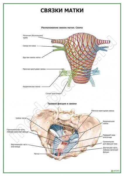 Где находятся круглые связки. Круглая связка матки. Маточные связки. Кардинальные связки матки.