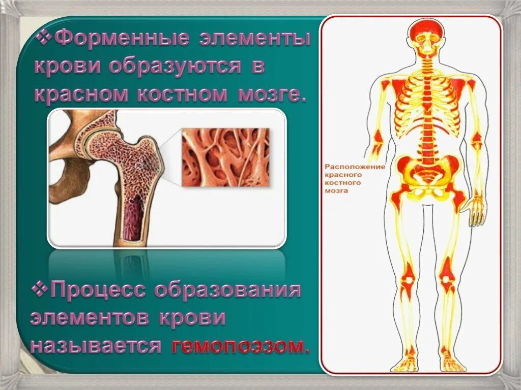 Красный костный мозг месторасположение. Строение костного мозга. Локализация красного костного мозга. Красный костный мозг расположение в организме.