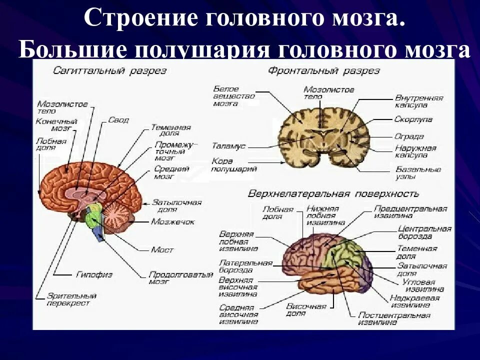 Основные доли мозга. Большие полушария строение и функции. Структуры головного мозга биология 8 класс. Функции отделов головного мозга анатомия. Строение и функции больших полушарий головного мозга.