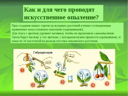 Выполняет функцию опыления растения