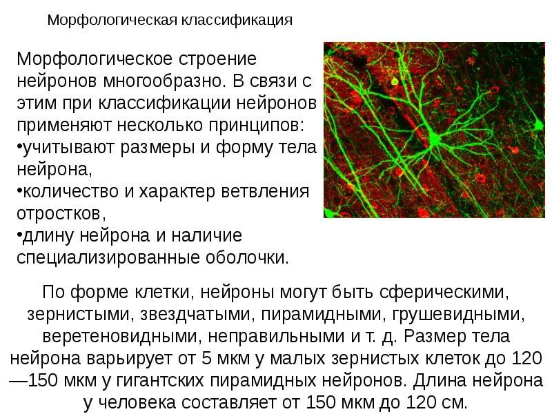 Доклад о нейроне. Нейроны и нейроциты. Нейроны способны:. Морфологическая классификация нейронов.