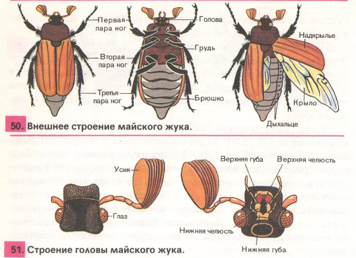 Насекомые имеют 3 отдела. Внешнее строение хруща майского. Майский Жук внешнее строение схема. Строение головы майского жука. Внешнее строение майского жука.