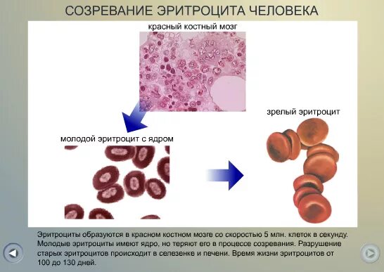 Цитоплазма эритроцитов человека. Эритроциты человека. Эритроциты крови человека. Созревание эритроцита человека. Красный костный мозг эритроциты.