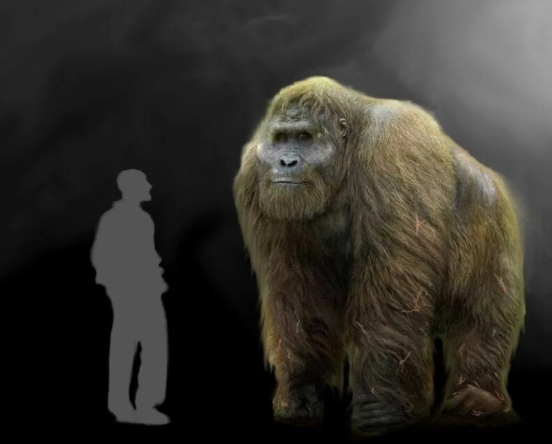 Гигантопитек Блэки. Доисторический Гигантопитек. Гигантопитек и горилла. Гигантопитек Блэка (Gigantopithecus blacki).