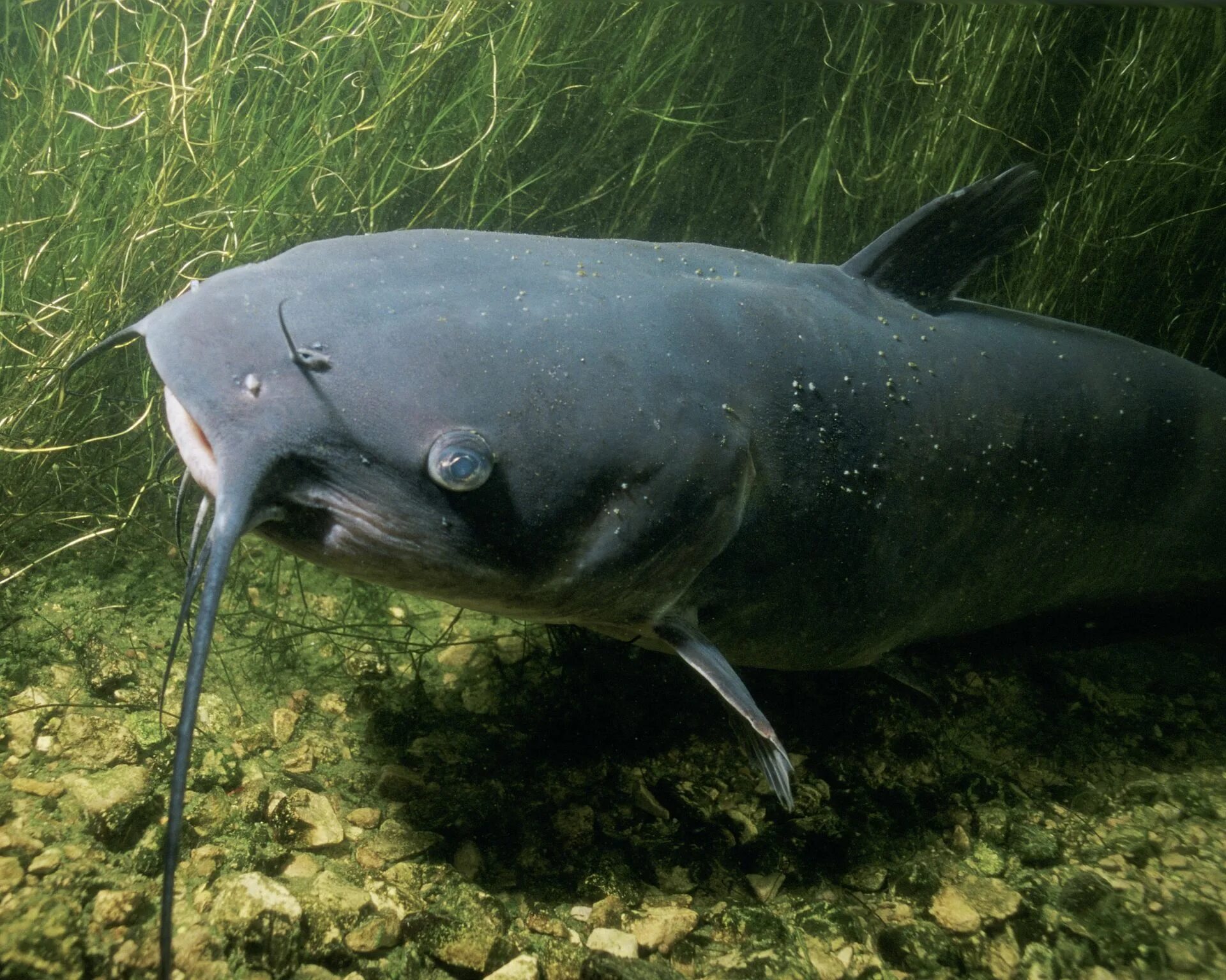 Сомовые рыбы. Сом живет в реке. Silurus glanis рыба. Сом озерный. Wels catfish.