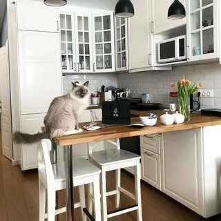 Кухни кот