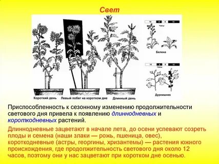 Длиннодневные растения зацветают в конце лета