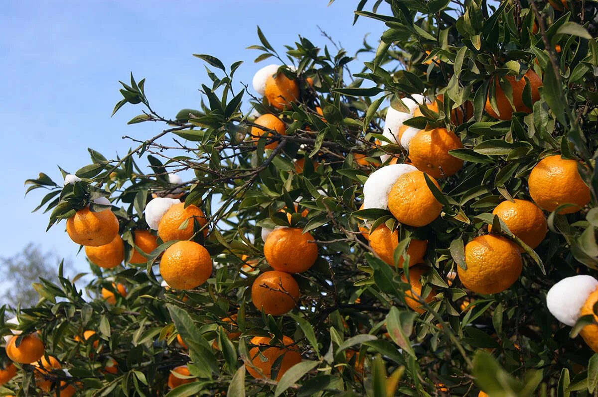Мандарины в абхазии сейчас. Гагра абхазия зимой мандарины. Мандариновый сад абхазия. Мандарины в абхазии сейчас. Мандариновое дерево в абхазии.
