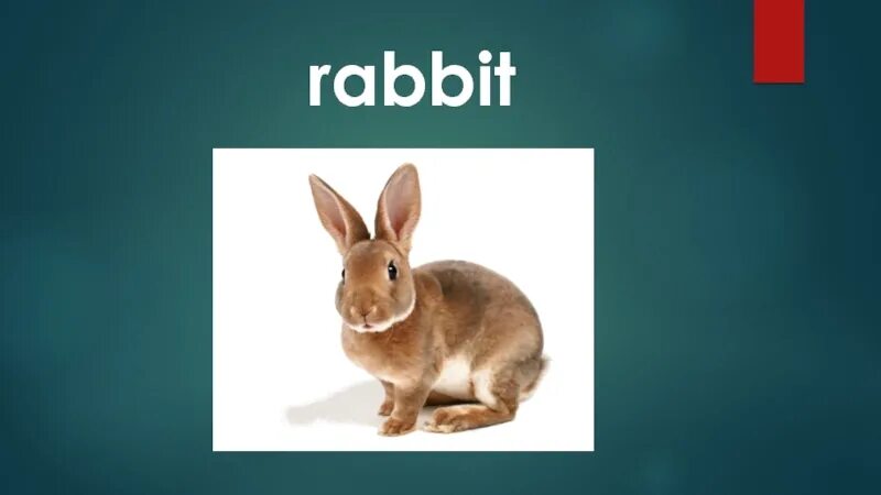 Английский кролики 2 2. Слово кролик. Текст про Rabbit. Текст Rabbit английский для детей. Текст про кролика на английском.