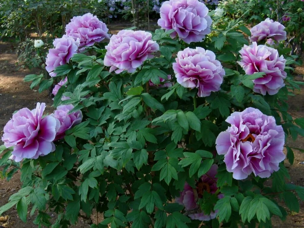 пион древовидный эмбелиш инк. пион древовидный блю чиф описание. пион древовидный hyakasen. пион древовидный юник краун. 201 пион голубой.