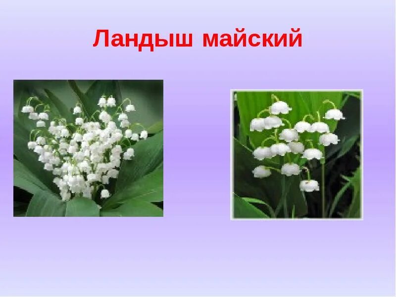 Отравление ландышем. Отравление ландышем