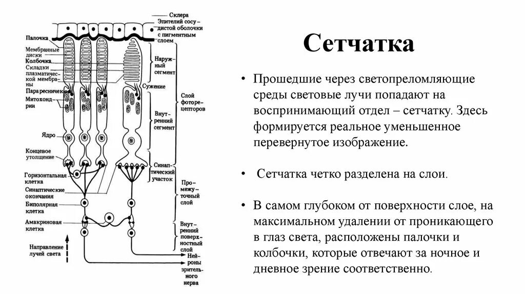 Фоторецепторы какой отдел. Схема сенсорные преобразования в фоторецепторах. Стимуляции фоторецепторных клеток сетчатки. Схема зрительных фоторецепторов. Источники питания сетчатки.