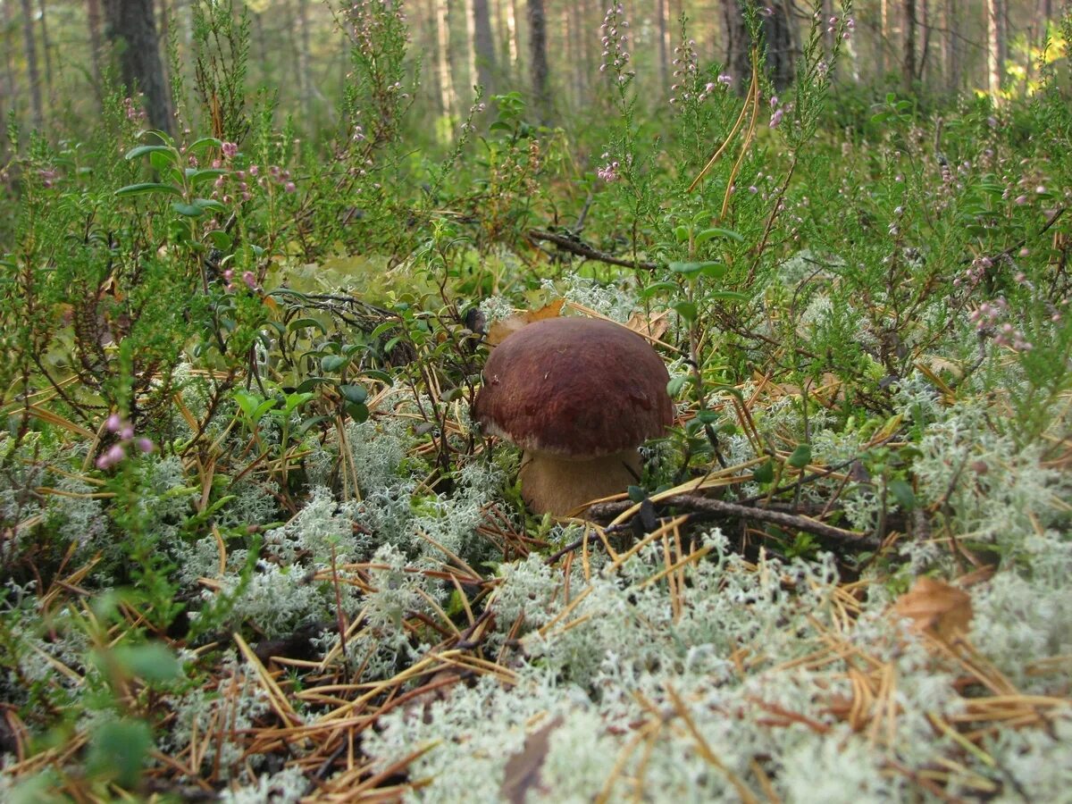 грибница белых грибов. в каких лесах растут белые. в каких лесах растут белые. поляна белых грибов. сбор грибов боровиков в лесу.