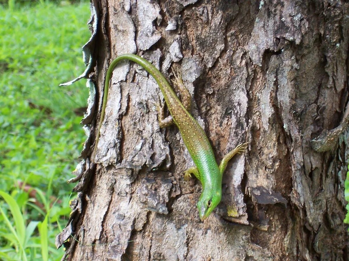 Ящерица спячка. Lamprolepis smaragdina. Смарагдовый сцинк (lamprolepis smaragdina). Ящерица на Самуи. Ящерица на дереве.