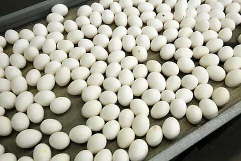 Egg farm