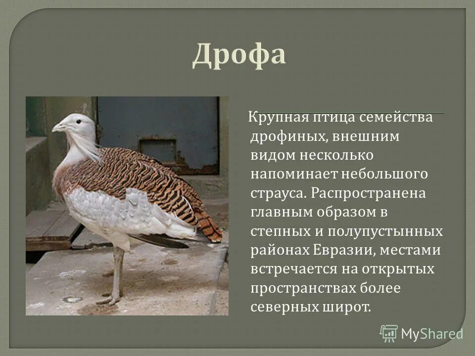 дрофа дудак птица-. и мужское имя птица из дрофиных. и мужское имя птица из дрофиных. дрофа характеристика птицы. дрофа птица рисунок.