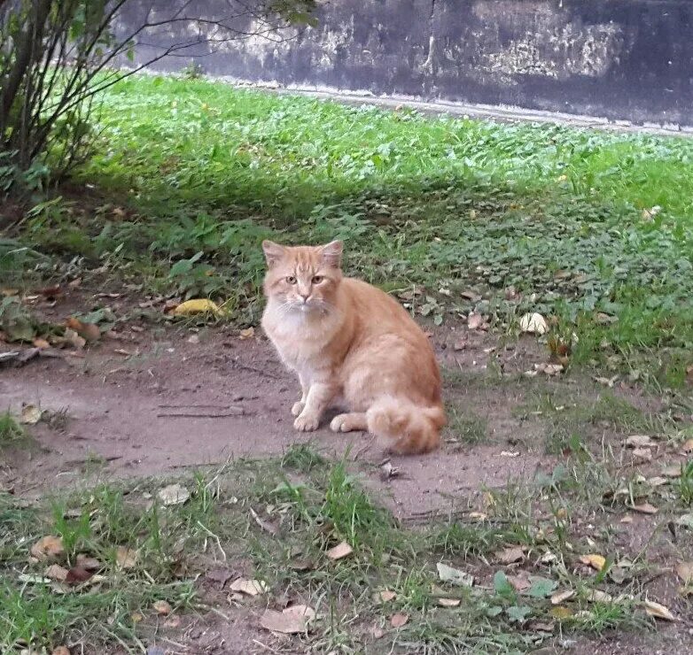 прибился рыжий кот. табби кошка рыжая. рыжая кошка. сибирская кошка рыжая короткошерстная. прибился рыжий кот.