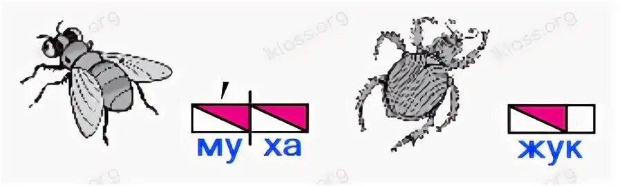 На рисунке изображен жук