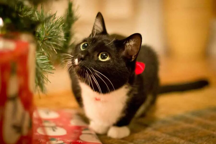Кошечка последний. Новогодние коты. Рождественский кот. Черный кот новый год. Кошка и елка.
