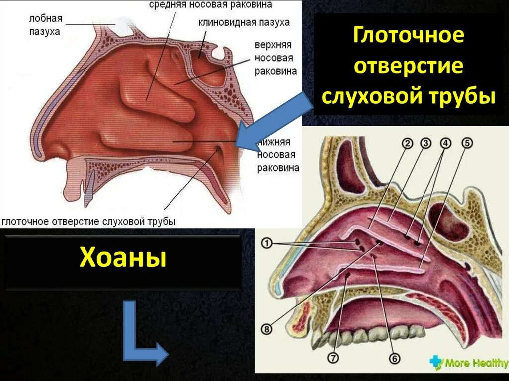 Отверстие носоглотки. Хоаны в носовой полости. Хоаны анатомия. Глоточное и барабанное отверстие слуховой трубы. Глоточное отверстие слуховой трубы анатомия.