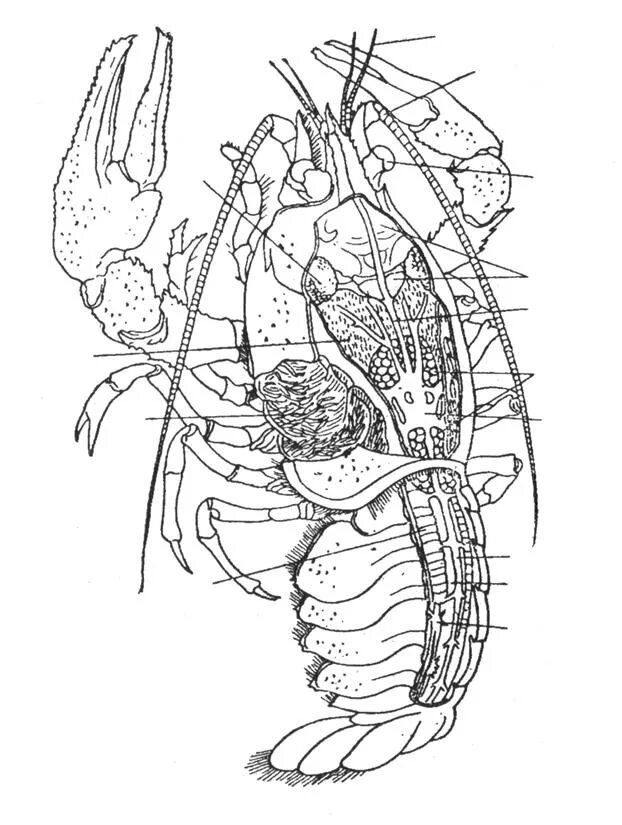 Строение речного рака рисунок. Внутреннее строение ракообразных. Ракообразные схема органов. Внутренне строение ракообразных. Внутреннее строение речноггтрака.