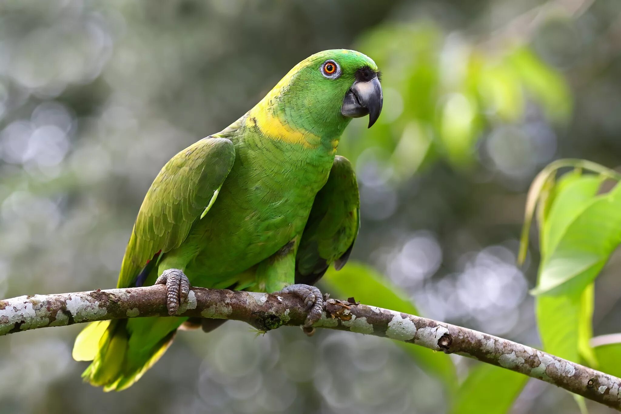 Синелобая аратинга. Амазон попугай. Зеленый амазонский попугай. Попугай зеленый Амазон. Curl parrot