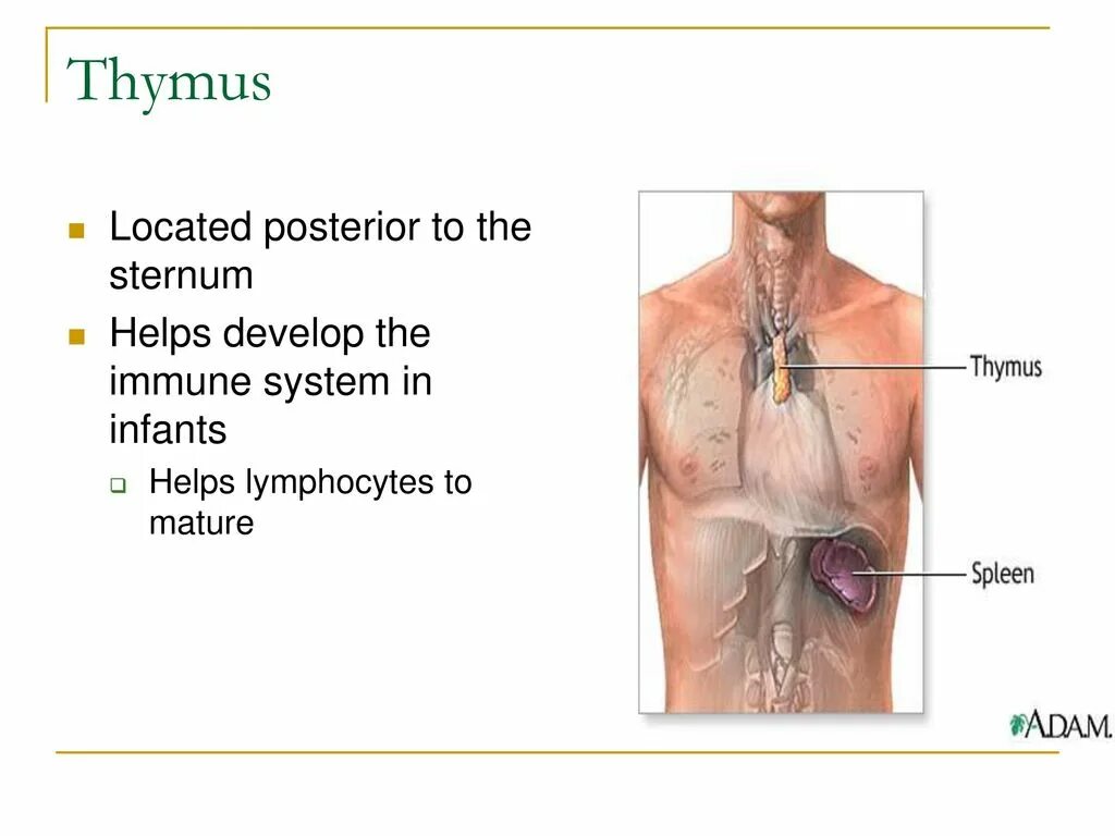 Immune System Thymus. Medulla тимуса.