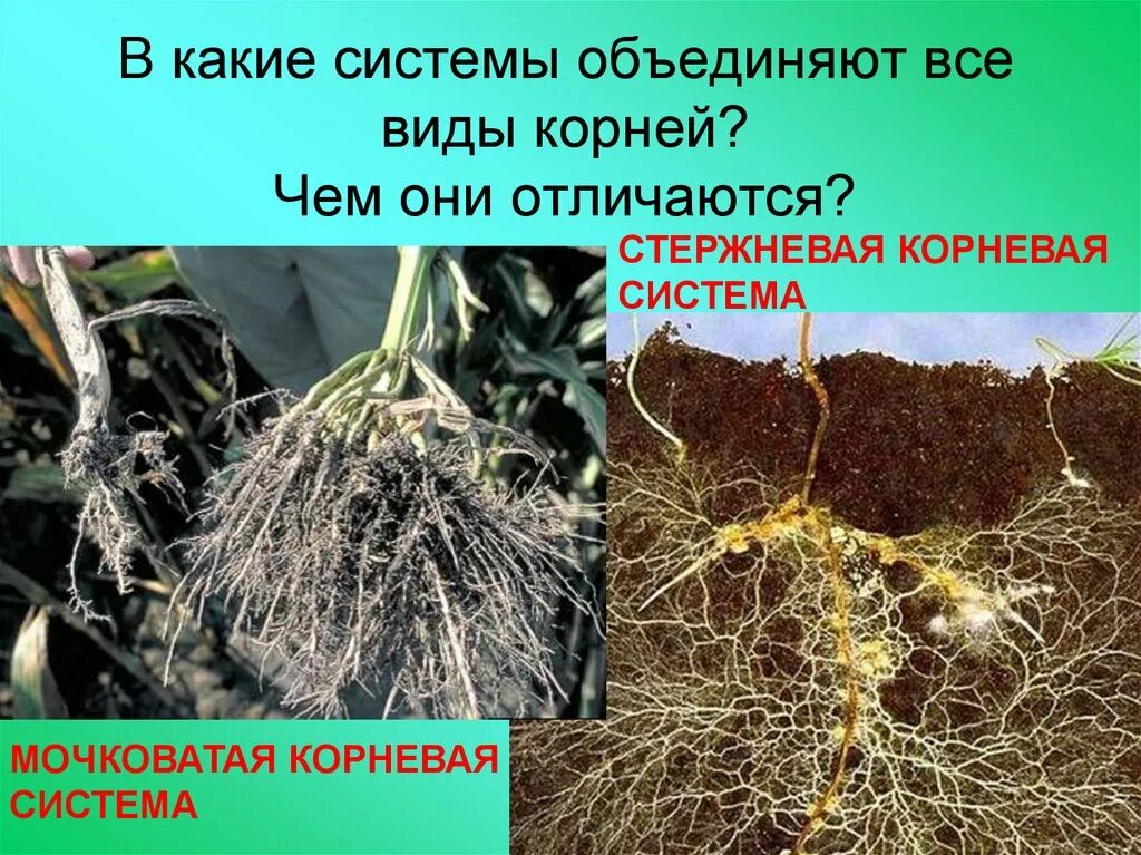 Растений имеют мочковатую корневую систему. Мочковатая корневая система. Стержневая и мочковатая корневая. Стержневой корень. Стержневая корневая система.