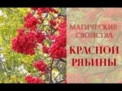 Рябина в магии