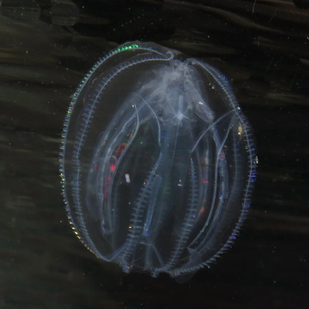 Comb jellies. Медуза Гребневик. Медуза Гребневик черного моря. Мнемиопсис медуза. Мнемиопсис медуза в черном море.