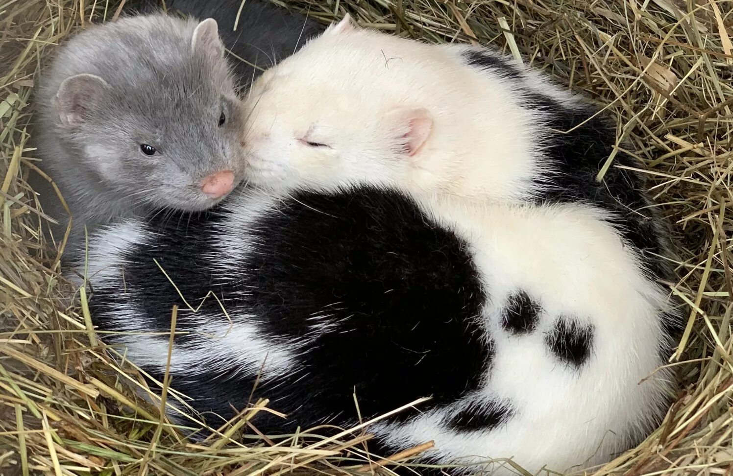 Пушное звероводство. Шеды норка звероферма. Клеточное звероводство на дальнем востоке. Звероводство норка. Песец звероводство.