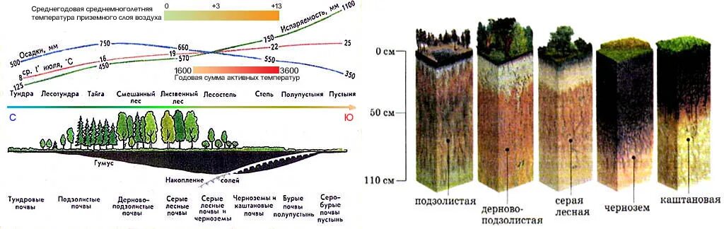 Порядок почв с севера на юг. Черноземы почвы температура. Серые Лесные почвы и черноземы температура. Черноземы почвы растительность. Черноземы почвы осадки.