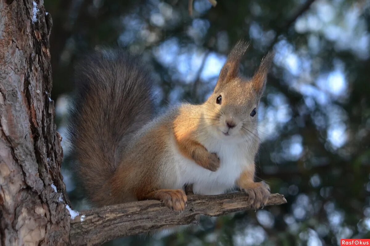 белочка картинка. белки животные. 2 белки. белочки в петергофе. белочки нижний.