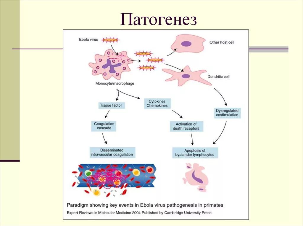 Вирусы патогенез. Геморрагическая лихорадка Эбола патогенез. Лихорадка Эбола патогенез. Патогенез Конго Крымской геморрагической лихорадки. Лихорадка Марбурга патогенез.
