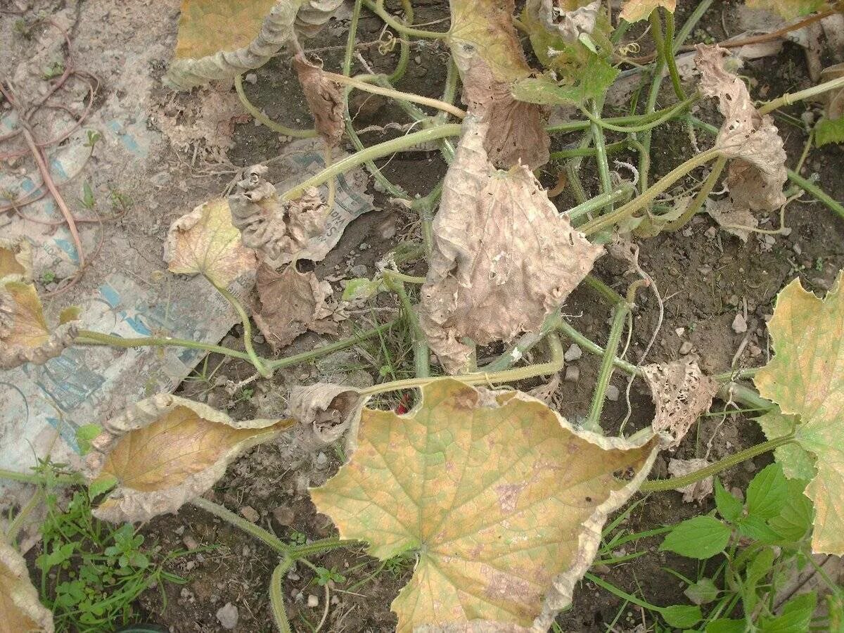 Огурцы сохнут края листьев что делать. Аскохитоз огурца. Листья огурцов желтеют и сохнут в открытом грунте. Клематис аскохитоз. Аскохитоз дыни.