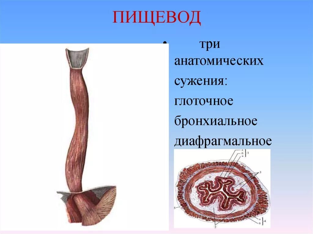 Пищевод 3 части. Анатомические сужения пищевода анатомия. Три анатомических сужения пищевода. Сужения пищевода анатомия. Глоточное сужение пищевода.