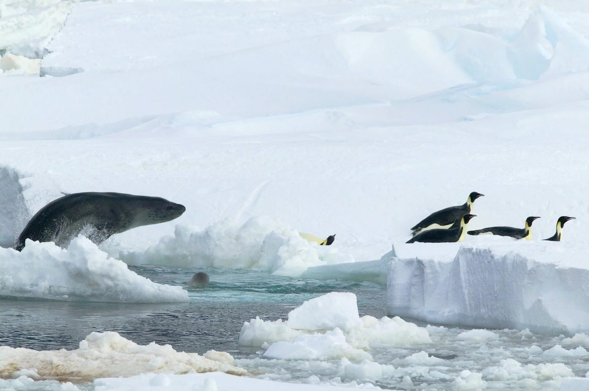 Пингвин касатка лодка. Антарктида кит Касатка. Касатка в Антарктике. Касатка в Антарктиде. Морской леопард Касатка кит.
